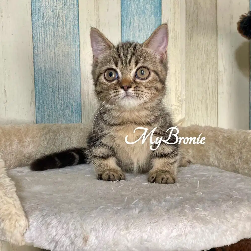 Kucing munchkin british jantan