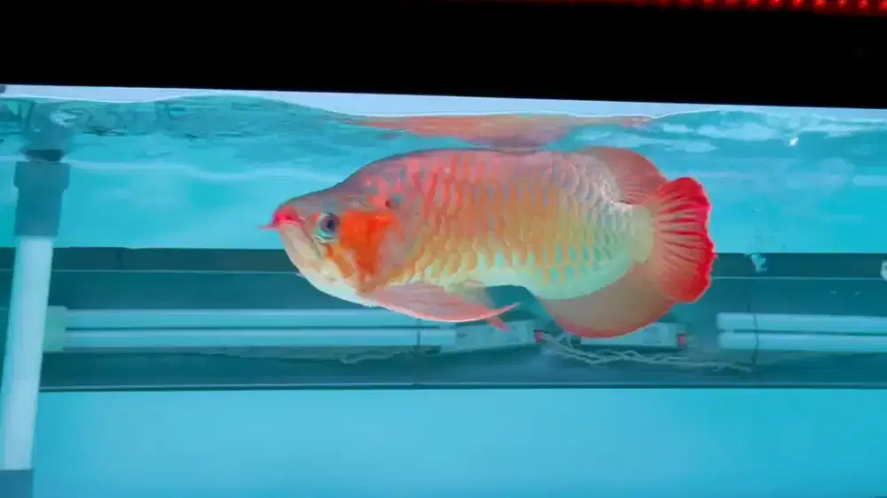 Arwana super red king
