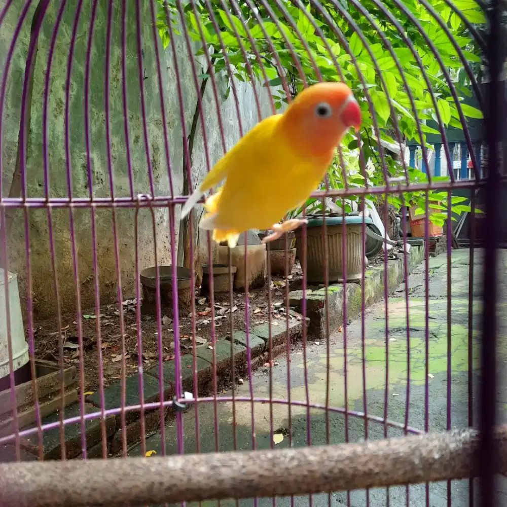 Lutino retina merah betina