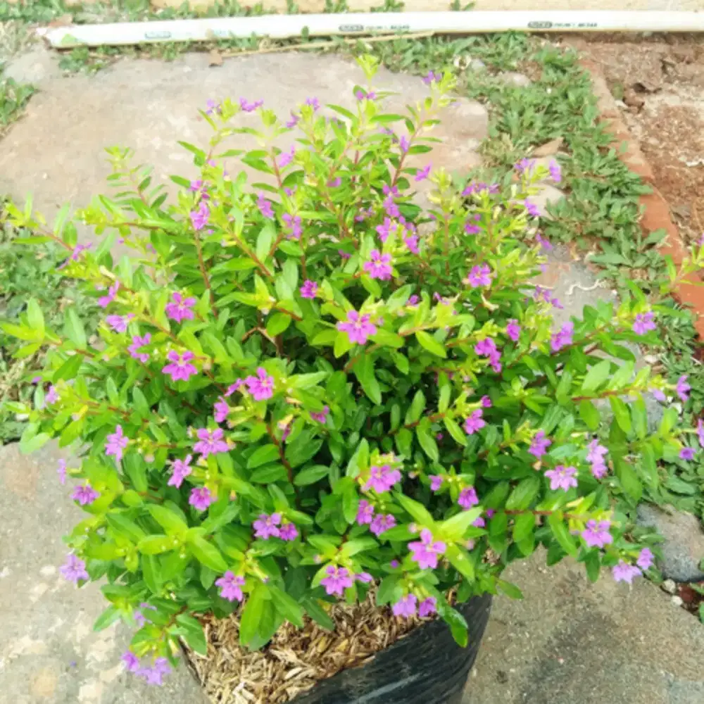 Tanaman hias thaiwan