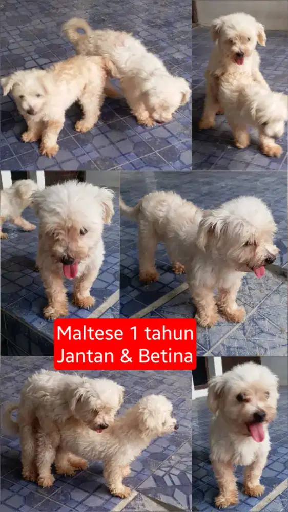 Semi Hibah/Lepas Adopsi Anjing Maltese