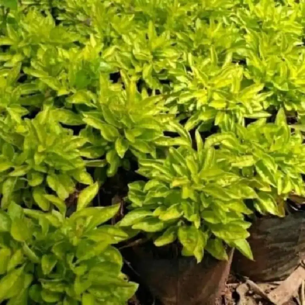 Tanaman hias pangkas kuning