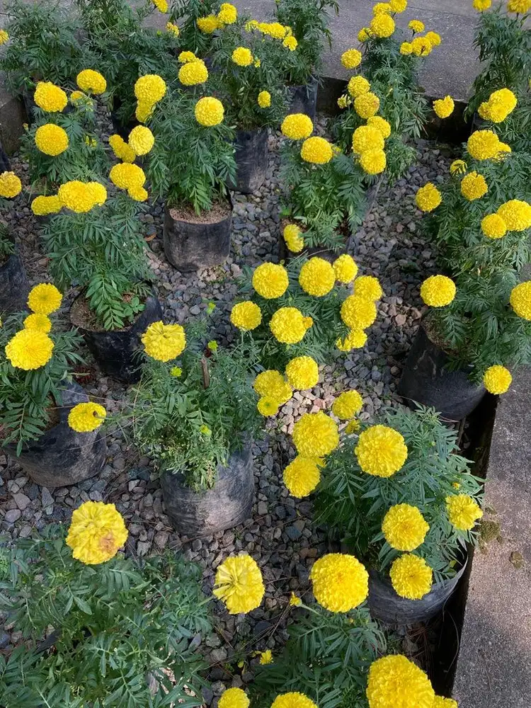 DIBUTUHKAN CAREGIVER LANSIA