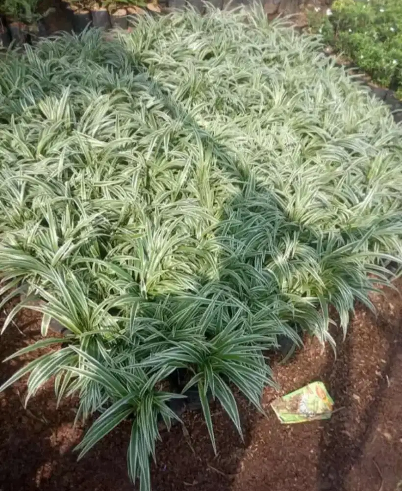 Tanaman hias lili paris