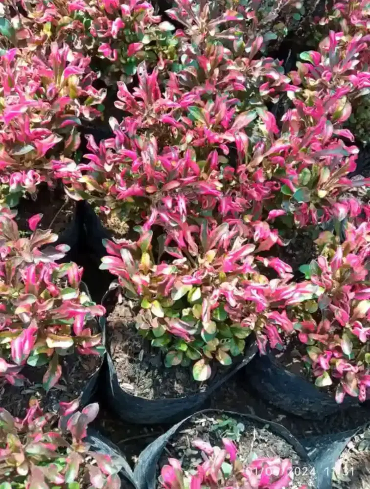 Tanaman hias krokot merah