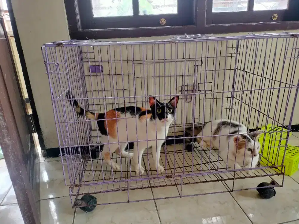 Kucing belang telon dan hitam putih