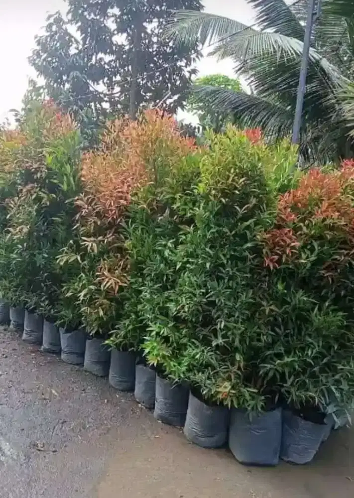 Tanaman hias pucuk merah