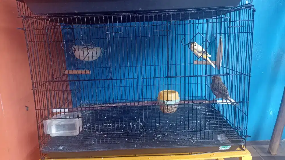 Kenari AFS sepasang fullset