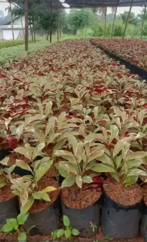 Tanaman hias sambang darah