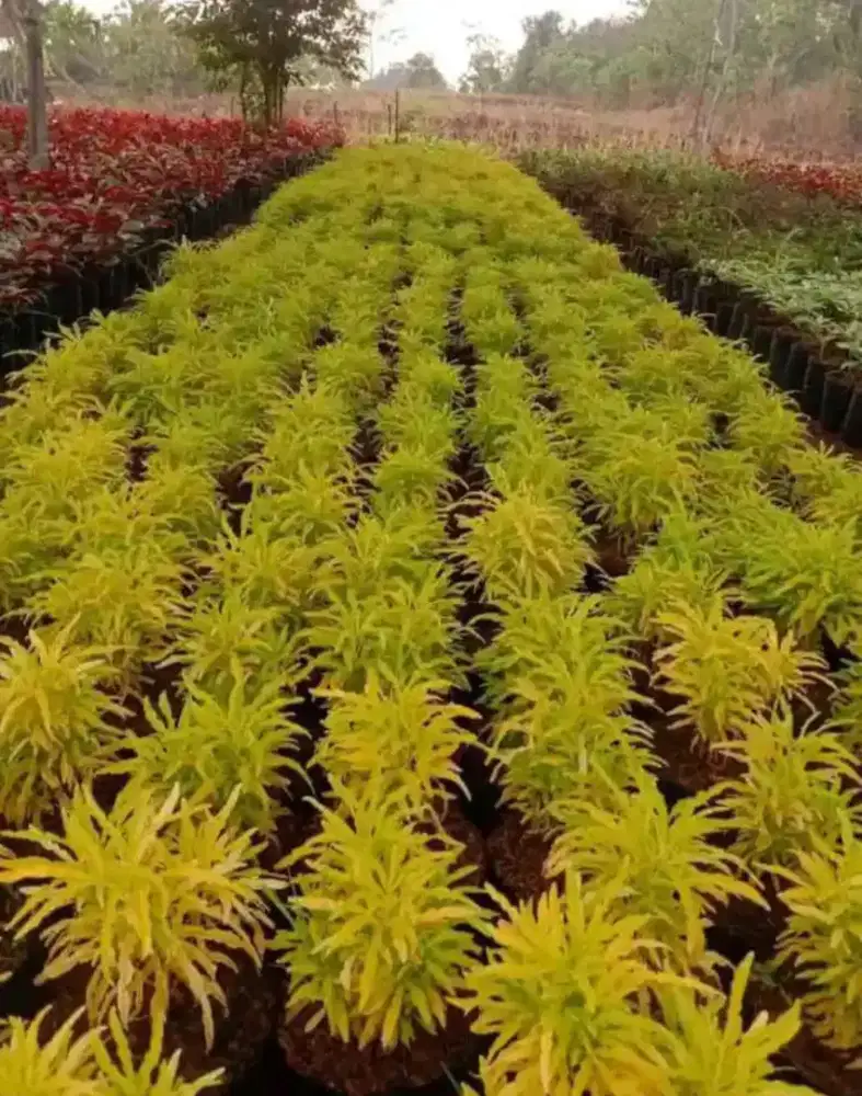 Tanaman hias brokoli kuning