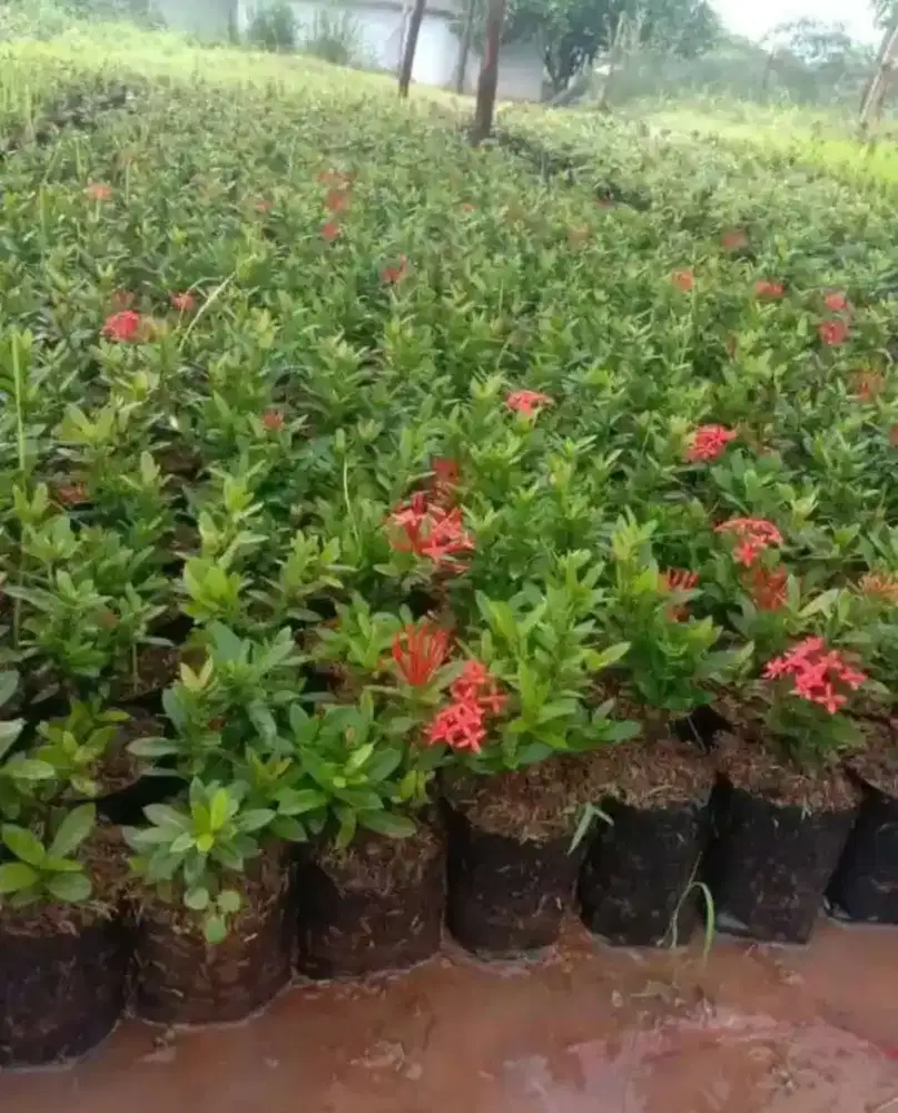 Tanaman hias Asoka jambon&india