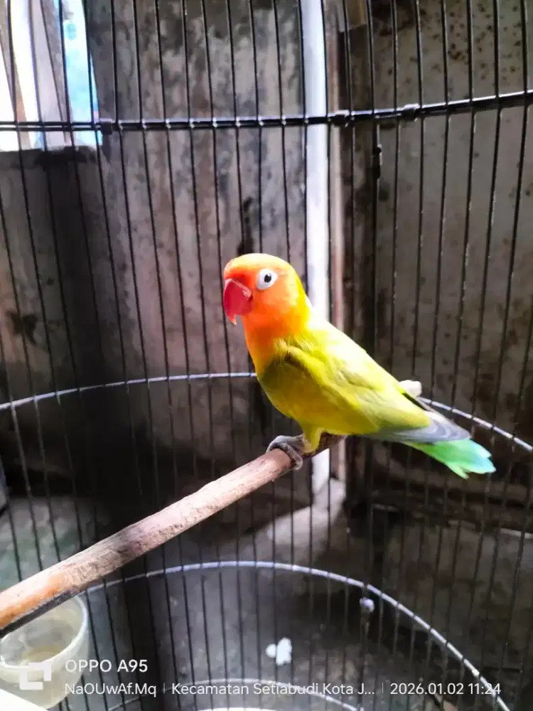 Lovebird jantan dewasa green series