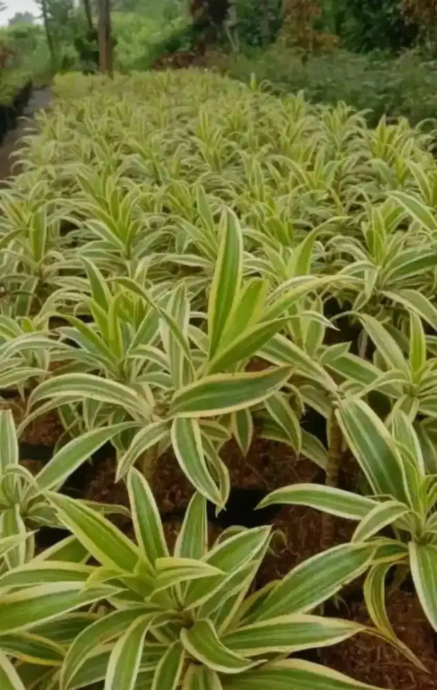 Tanaman hias wali songo varigata