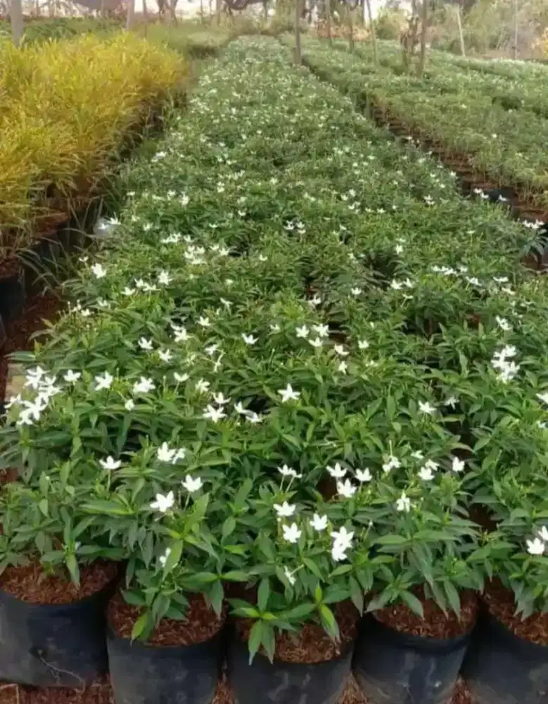 Tanaman hias Sabrina mini