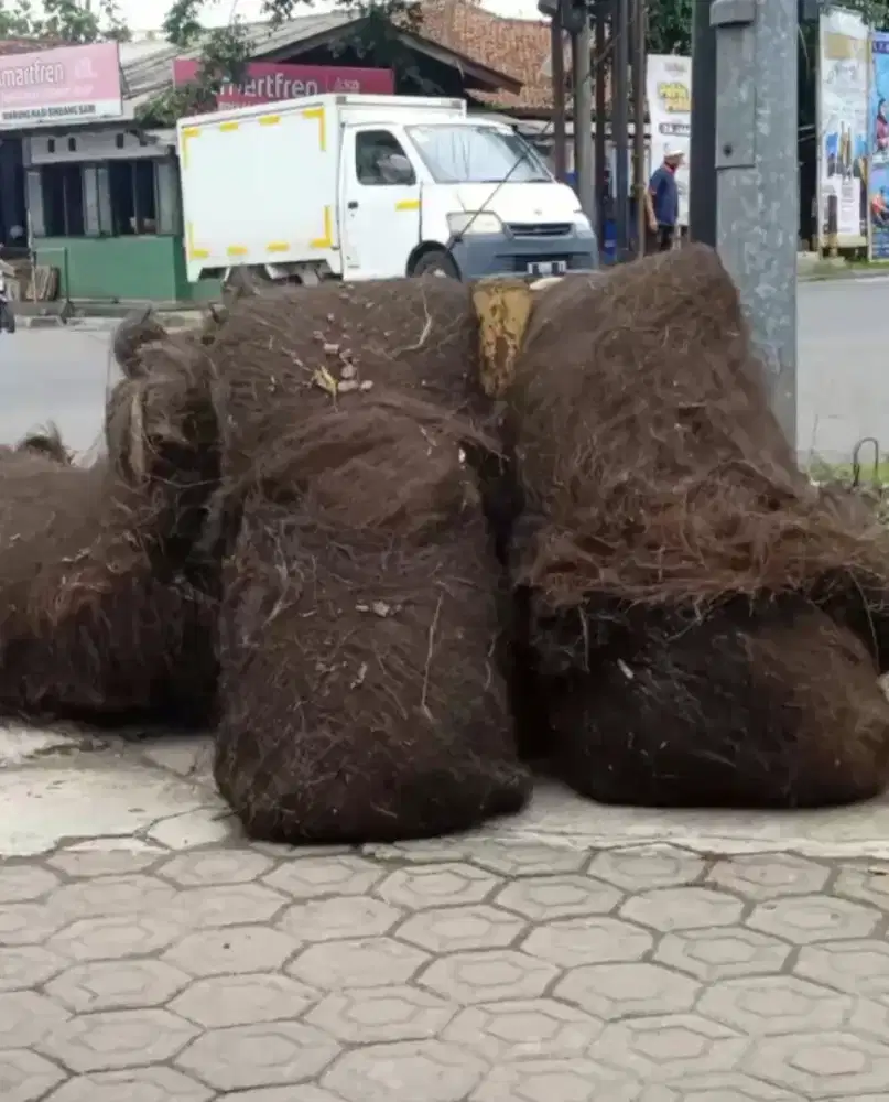 IJUK LEMBARAN RESAPAN, FILTERISASI,ATAP SAUNG,MEDIA IKAN BERTELUR