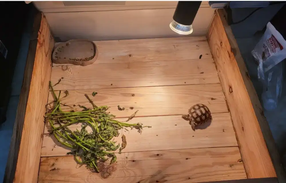 Sulcata 6 cm fullset