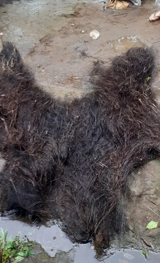 IJUK KAKABAN FILTERISASI,RESAPAN,ATAP SAUNG,MEDIA IKAN BERTELUR