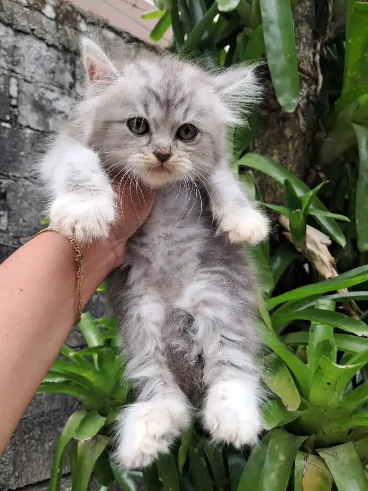 Kucing persia 3bulan