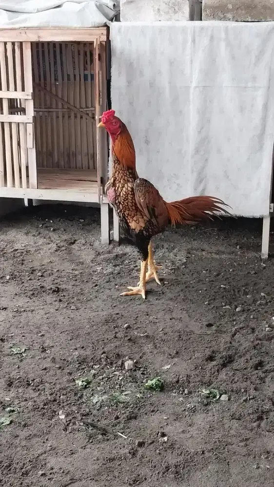 Dijual ayam wangkas baru turun box