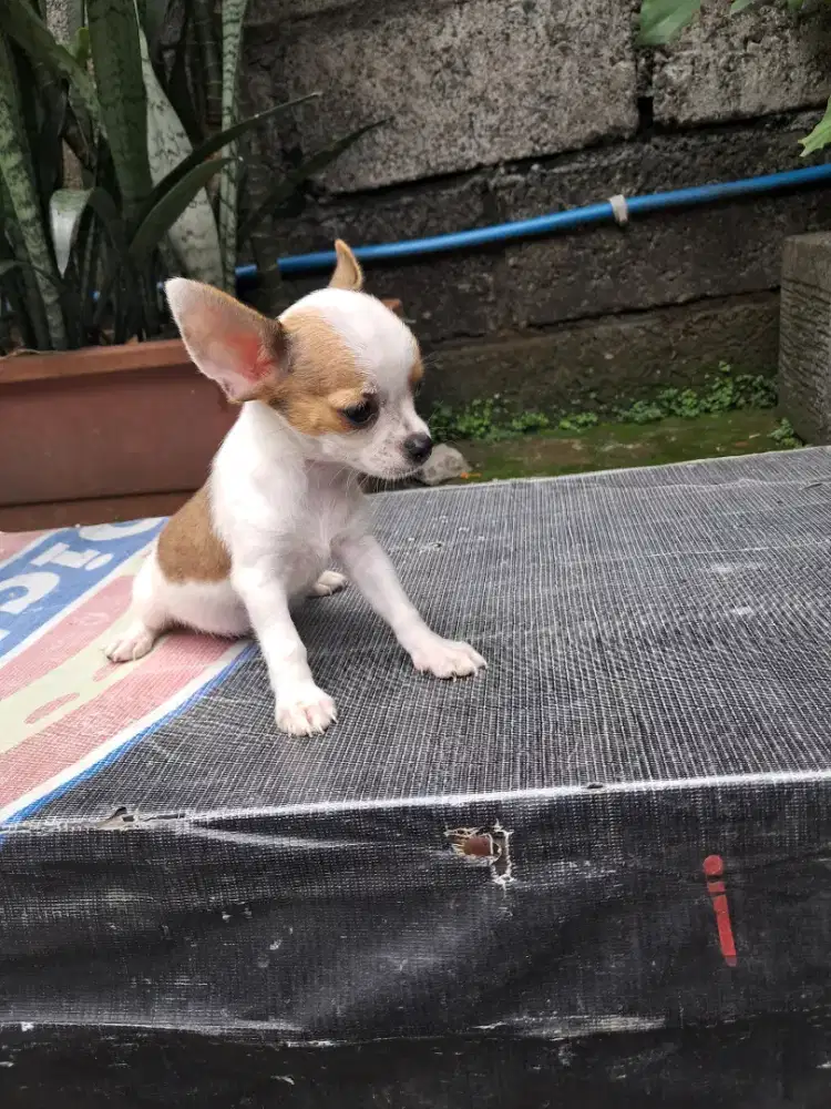 Anjing chiwawa jantan