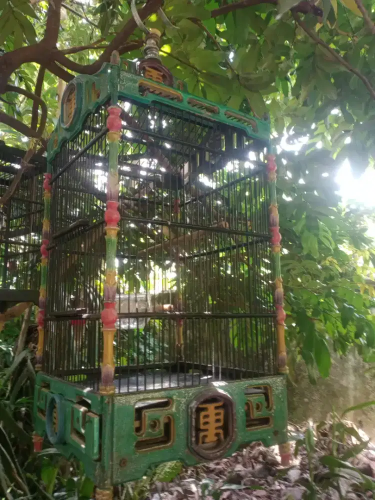 Burung masteran bagus wc jinak trotol