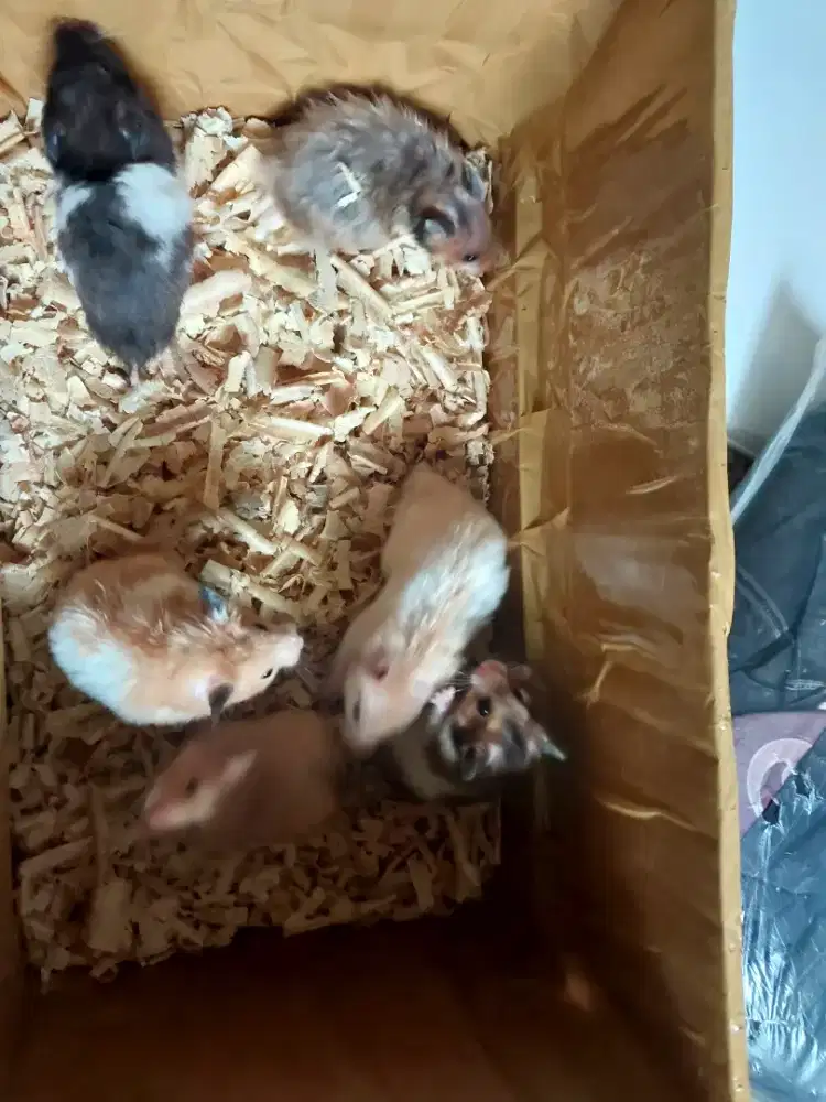 Jual Hamster Syirian