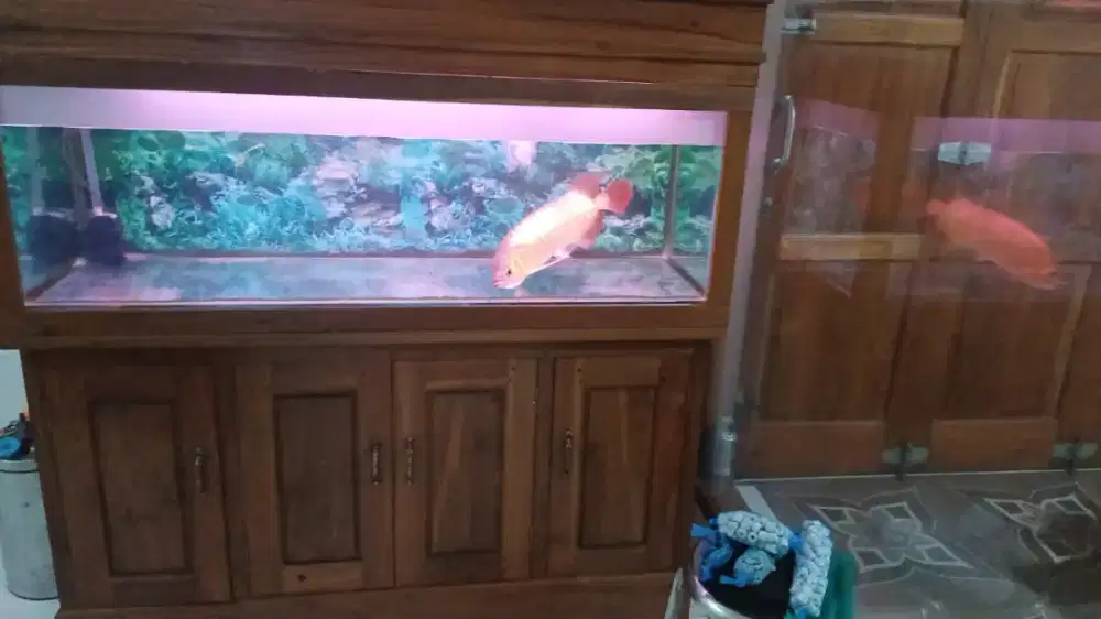 Arwana Super Red Istimewa