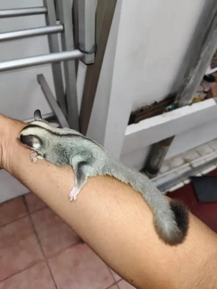Sugar Glider white face Joey jinak