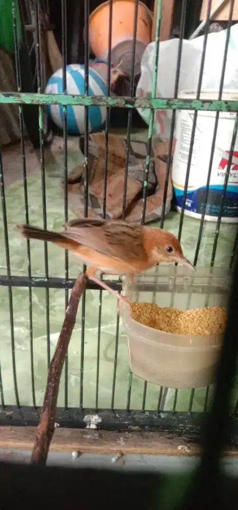 jual burung cici padi jantan bunyi