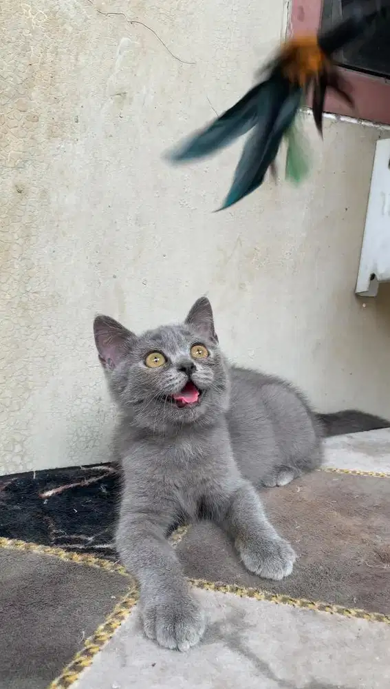 BSH BLUE SOLID Betina