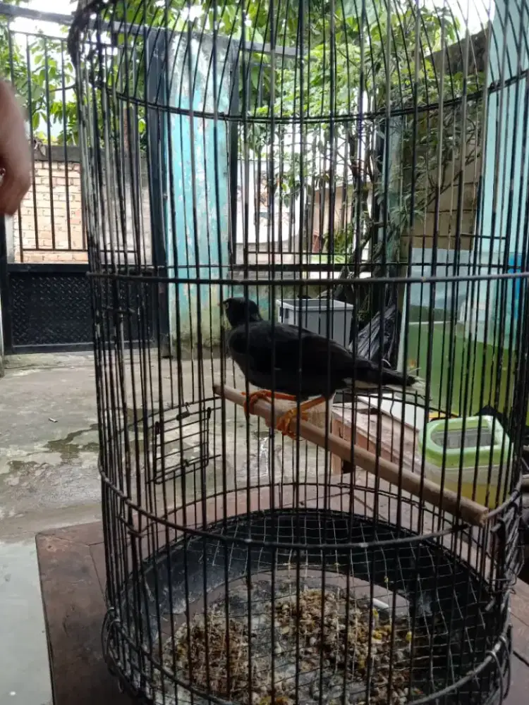 Jual burung 1 pasang + 1 burung jalak