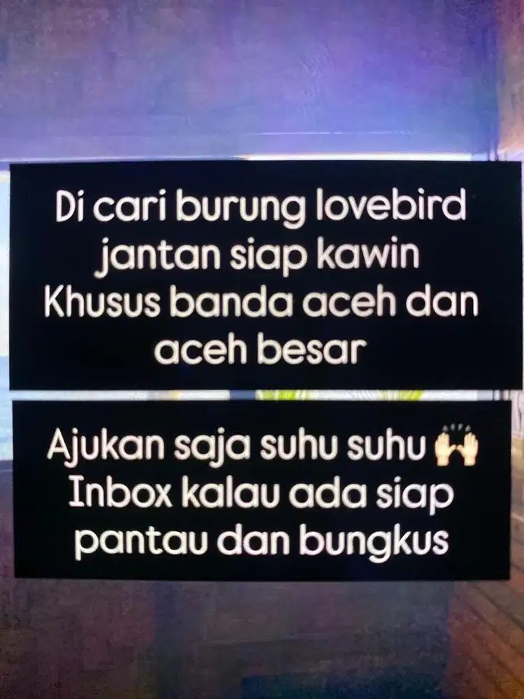 Di cari lovebird jantan siap kawin!! Harga di sesuaikan