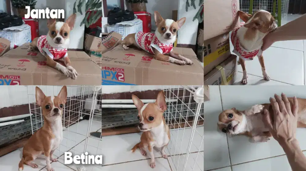 DiJual Cepat SEPASANG Anjing Cihuahua Lincah Sehat Suka Main