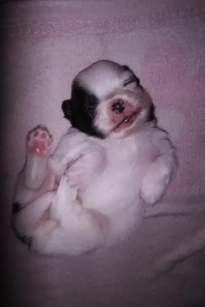 Anak Anjing Minipom ( Pomeranian)