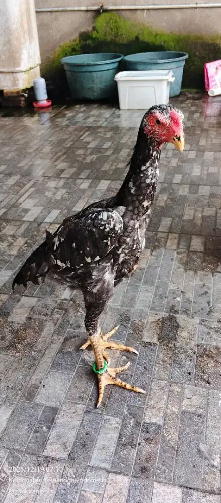 Di jual Shamo trah prestasi line nuber