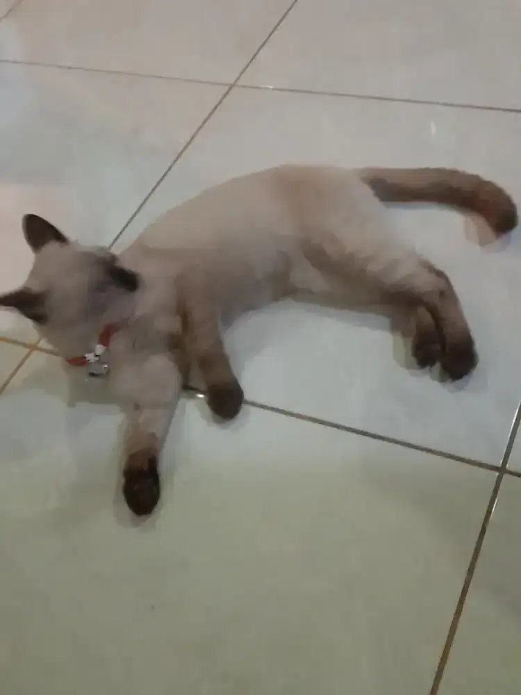 Jual kucing himalaya jantan