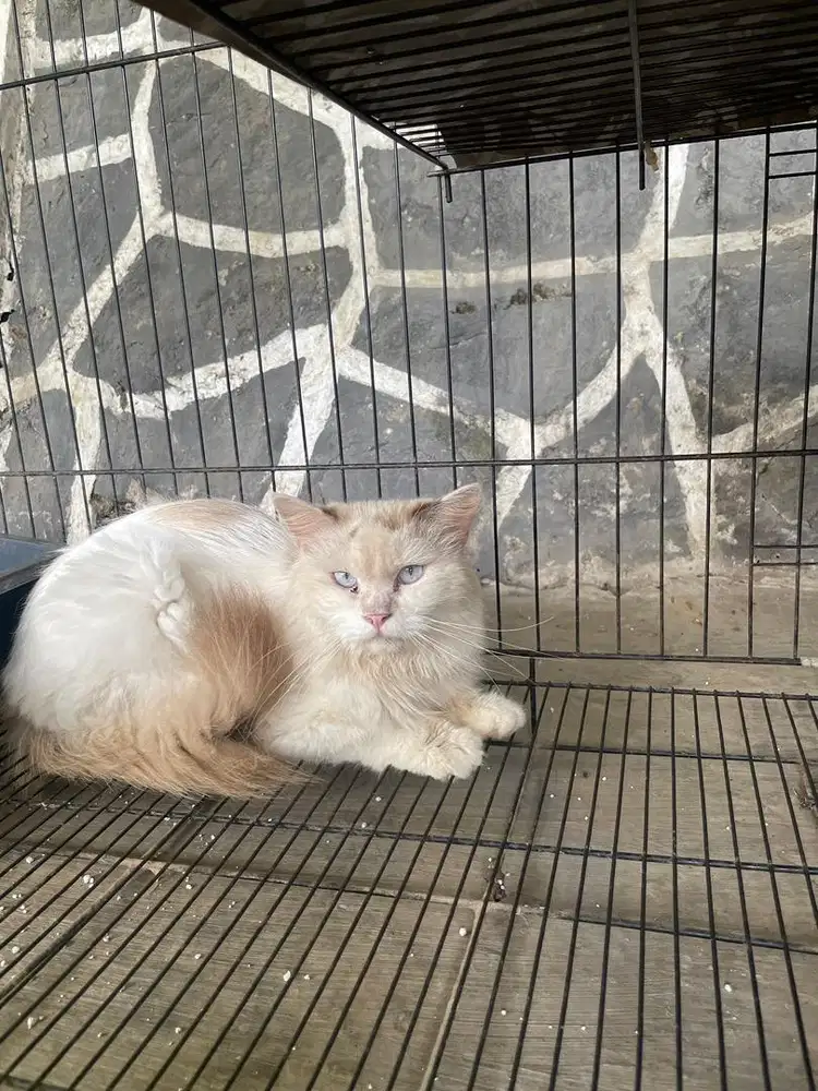 Jual kucing ragdoll dewasa