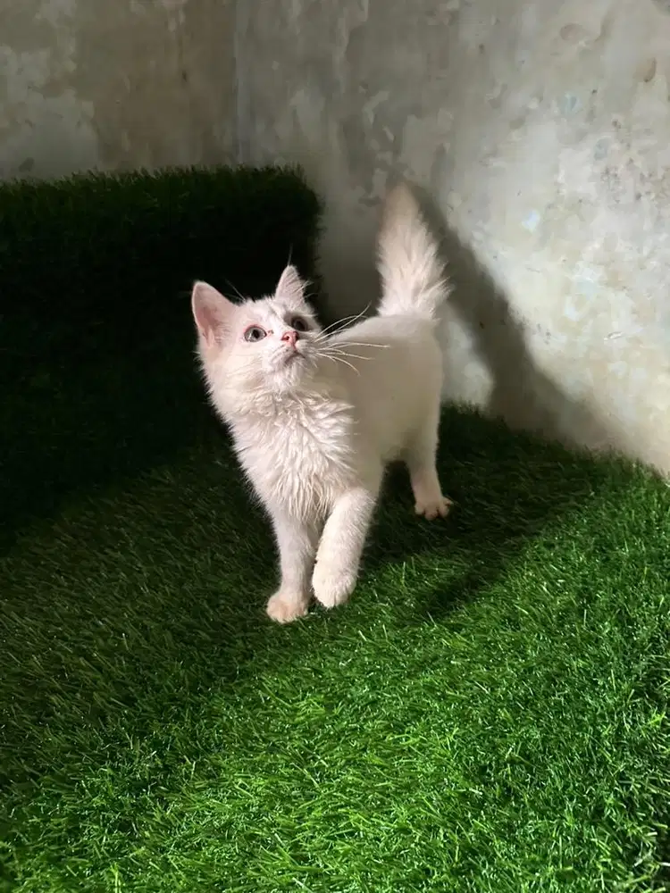 Jual kucing kitten persia flatnose