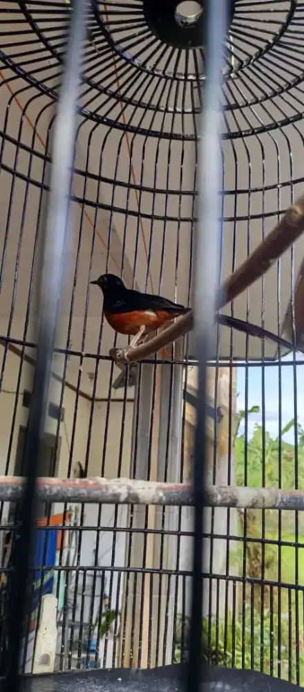 Jual Burung Murai Batu