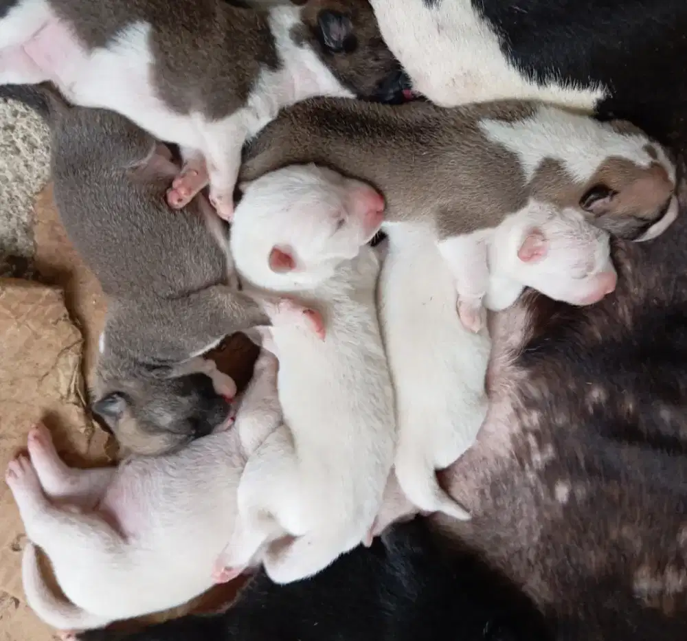 Anjing Border Collie.