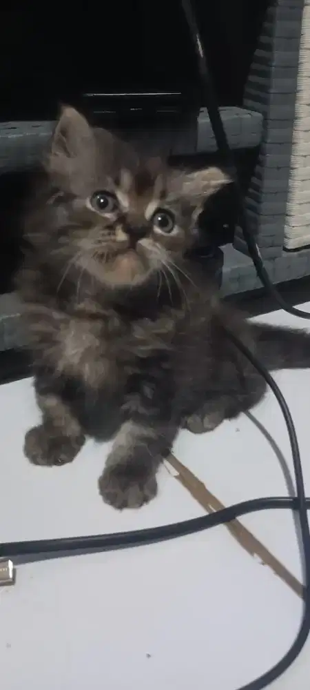 kitten persia medium