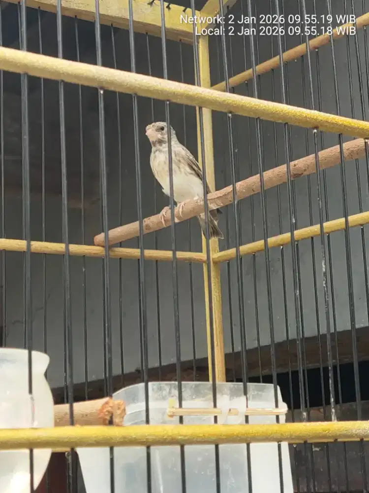 Burung sanger muda.udh rajin buxi..tinggal lanjutin rawat.