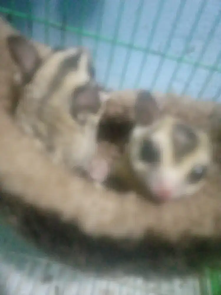 Suger Lider sepasang