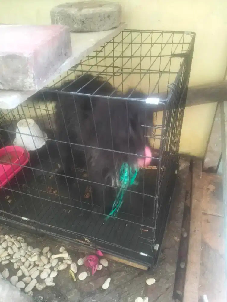 Dijual Anjing Pernakana