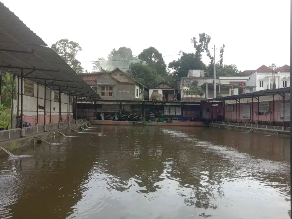 Loker caddy nyerok ikan