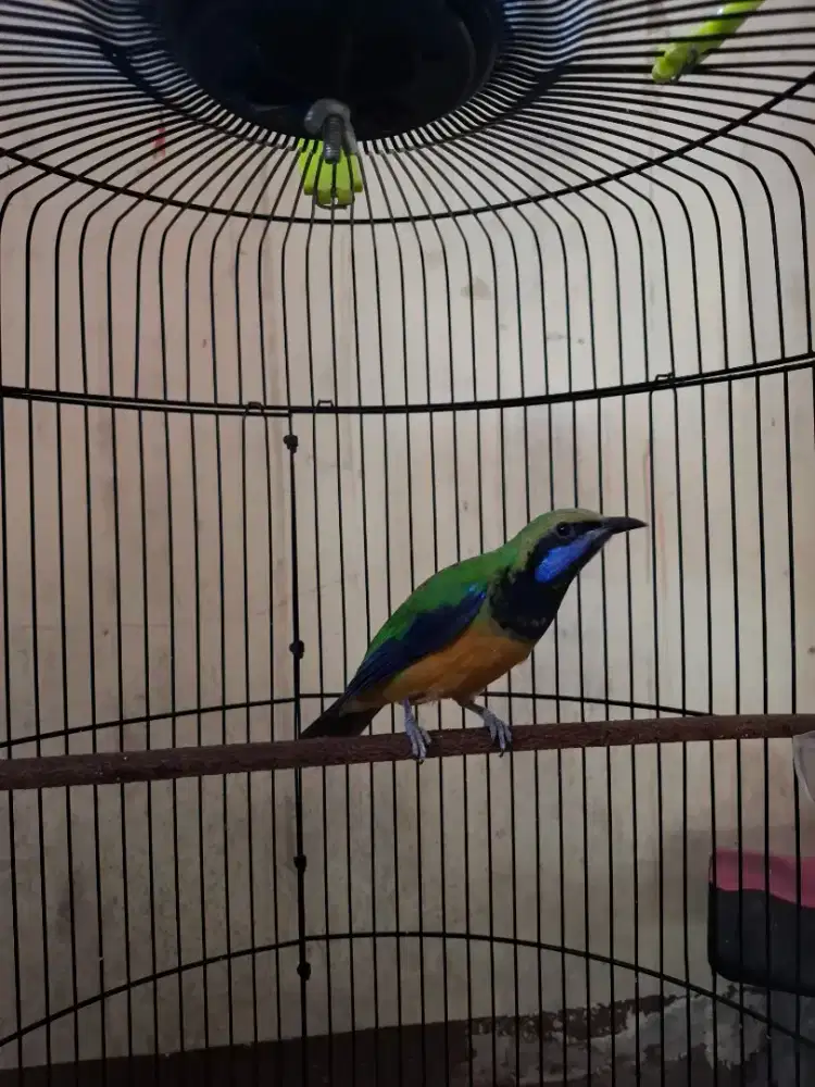 Burung cungkok gacor cucak cungkok gacor burung cucak cungkok gacor