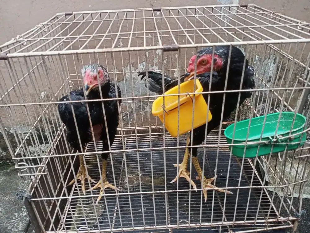 Ayam Bangkok super sepasang  sehat berkualitas.