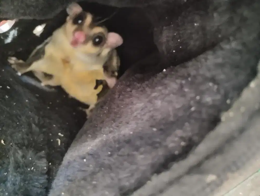 sugarglider harga murah