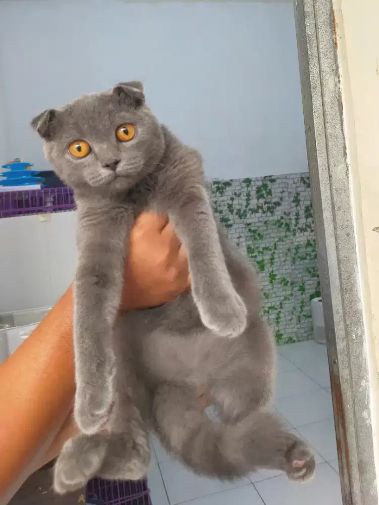 Kucing bsh scotish fold Jantan