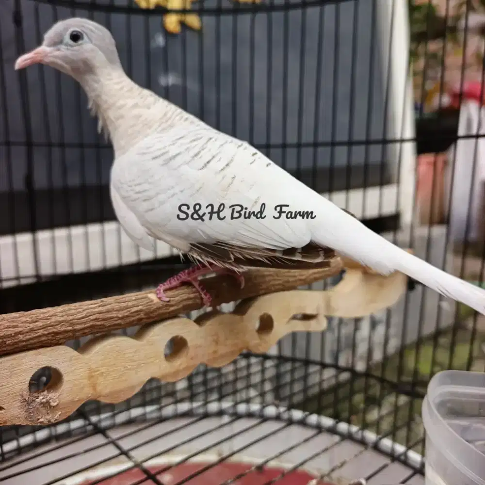 Perkutut Golden Putih Jantan Dewasa